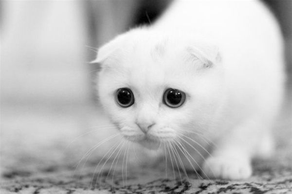 Sad-Cat